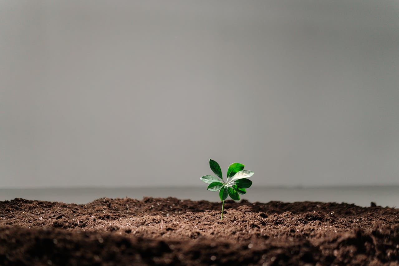 A single green plant sprouts from rich soil against a neutral background, symbolizing growth.